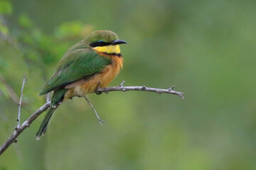 Zwergspint / Little bee-eater / Merops pusillus