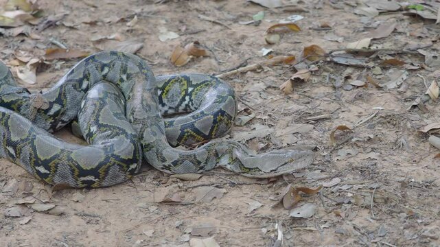 Python crawling on the ground in the forest