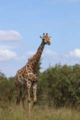 Giraffe / Giraffe / Giraffa camelopardalis