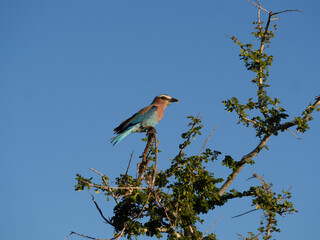 Kruger National Park, South Africa