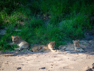 Kruger National Park, South Africa