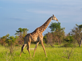 Kruger National Park, South Africa