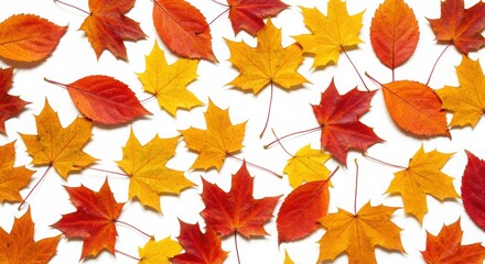 "A scattering of autumn leaves in varying shades of red, orange, and yellow laid across a seamless white plane, celebrating the beauty of seasonal change with bold pops of color."