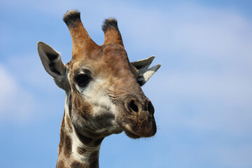 Giraffe / Giraffe / Giraffa camelopardalis