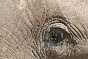 Afrikanischer Elefant / African elephant / Loxodonta africana.
