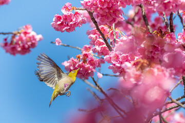 寒桜の周りを飛び回るメジロ
