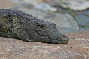 Nilkrokodil / Nile crocodile / Crocodylus niloticus.