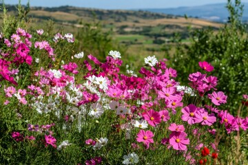 Vibrant Cosmos Flowers in a Rolling Hills Landscape