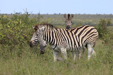 Steppenzebra / Burchell's zebra / Equus quagga burchellii