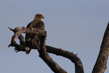 Wahlbergsadler / Wahlberg's  eagle / Aquila wahlbergi