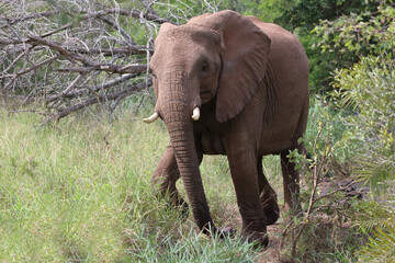 Afrikanischer Elefant / African elephant / Loxodonta africana