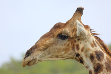 Giraffe / Giraffe / Giraffa camelopardalis