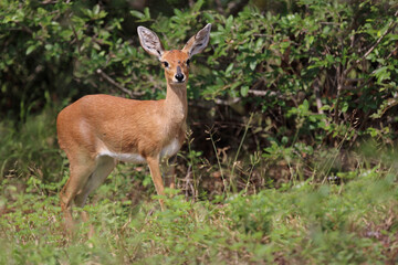 Afrikanischer Steinbock / Steenbok / Raphicerus campestris