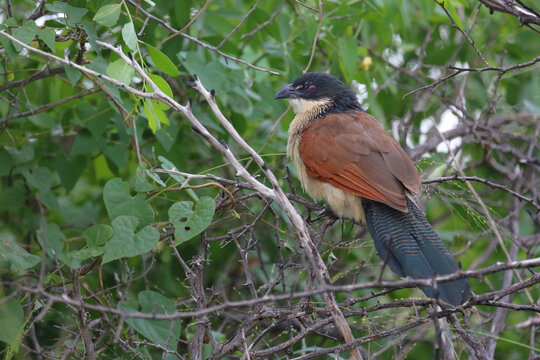 Tiputip / Burchell's coucal / Centropus superciliosus.