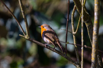 European Robin