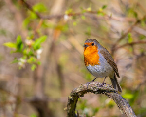 European Robin