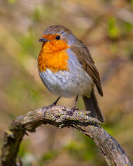 European Robin