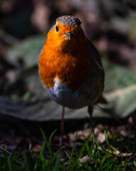 European Robin