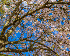 Looking up at a Blossom Tree