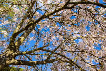 Looking Up at a Blossom Tree