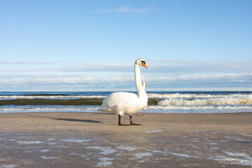 łabędź na plaży, piasek, fale, morze, plaża, Świnoujście  © MR. Stanek