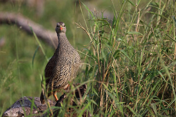 Natalfrankolin / Natal francolin / Francolinus natalensis.