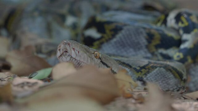 Python crawling on the ground in the forest