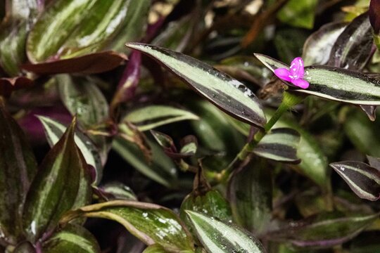Planta com folhas coloridas e flor cor de rosa. 