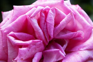 Rosa cor de rosa em jardim florido no meio da cidade. 