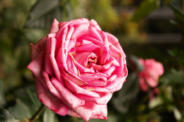 Rosa cor-de-rosa em roseira planta em jardim florido. 