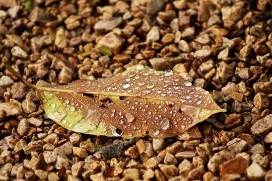 Folha de planta molhada sobre pedras. 