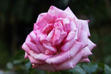 Rosa cor-de-rosa em roseira planta em jardim florido. 
