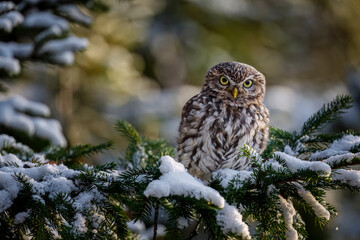 Owl in winter forest. Little owl, Athene noctua, perched on snowy spruce branch. Small adorable owl in attractive environment. Frosty morning in wild nature. Bird of prey in natural habitat.