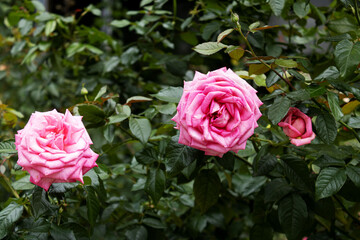 Rosa cor-de-rosa em roseira planta em jardim florido. 