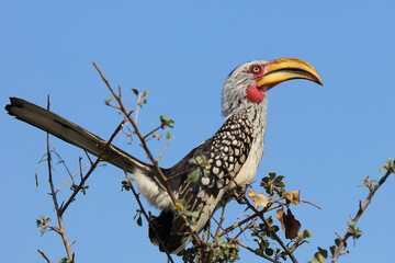 Südlicher Gelbschnabeltoko / Southern yellow-billed hornbill / Tockus leucomelas