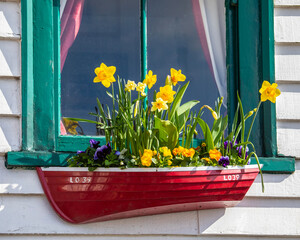 Window Box with Daffodils in Leigh-on-Sea, Essex