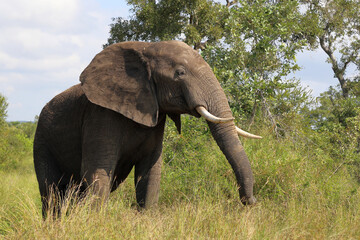 Fototapeta premium Afrikanischer Elefant / African elephant / Loxodonta africana