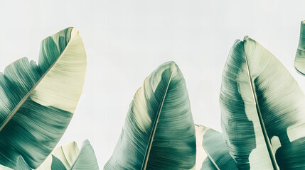Tropical banana leaves with sunlight filtering through, highlighting natural textures and lush green tones for nature, summer, and botanical themes