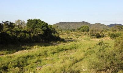 Krüger Park - Afrikanischer Busch - Matjulu River / Kruger Park - African bush - Matjulu River /