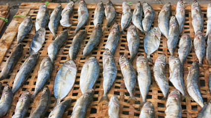 fishes are being dried directly under sunlight. preserved fish by drying and salting method. traditional seafood drying in fisherman village.