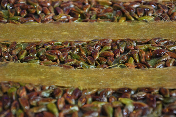 Close Up Tray Katmer Kadayif Dessert with Pistachios