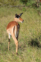 Schwarzfersenantilope / Impala / Aepyceros melampus