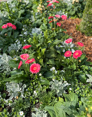 Vibrant Pink Gerbera Daisies in a Lush Garden