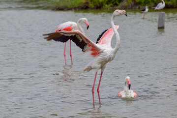 Greater Flamingo stretching out in the lagoon at the south of France.