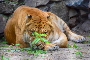 The liger is a hybrid offspring of a male lion (Panthera leo) and a tigress, or female tiger...