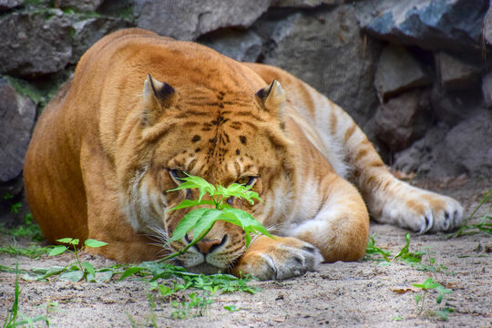 The liger is a hybrid offspring of a male lion (Panthera leo) and a tigress, or female tiger (Panthera tigris)