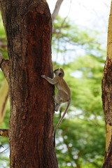 Monkey of East Africa Kenya Amboseli National Park