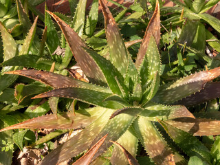 Aloe maculata, aloe saponaria, soap aloe or zebra aloe succulent plant.