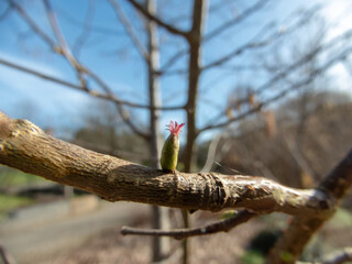 Corylus avellana or common hazel female flower close-up.