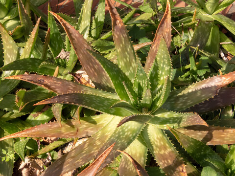 Aloe Saponaria" Images  Browse 73 Stock Photos, Vectors, and Video | Adobe  Stock